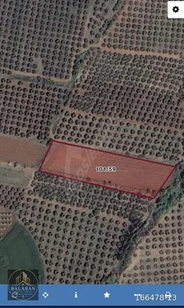🌿 BANDIRMA HIDIRKÖY’DE 4.663 M² ZEYTİNLİK | YATIRIMLIK FIRSAT